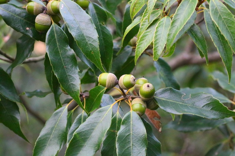 Quercus ciliaris photo 3