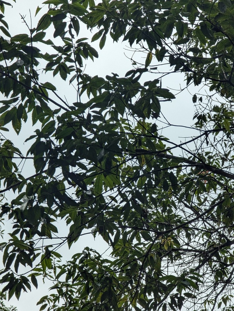 Quercus ciliaris photo 4