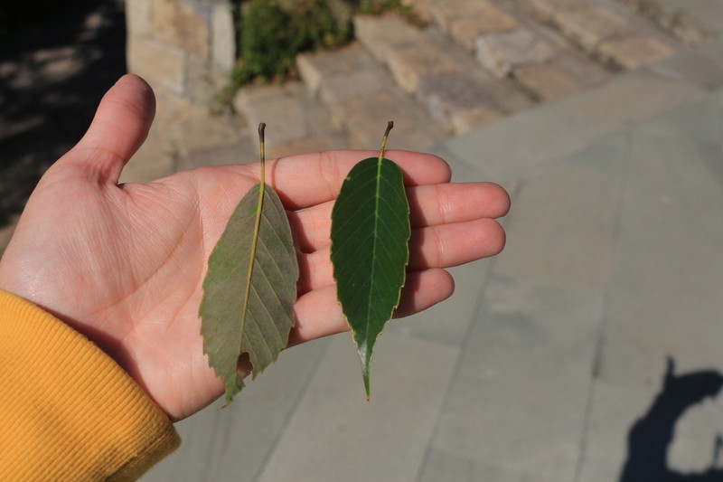 Quercus ciliaris photo 5