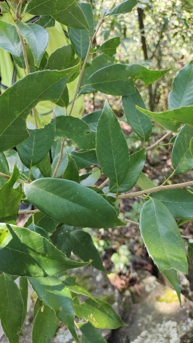 Quercus ciliaris photo 6