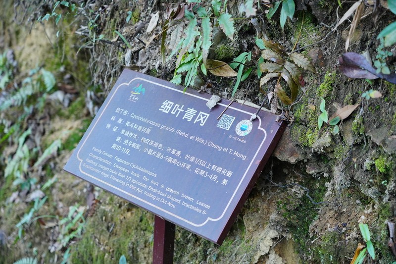 Quercus ciliaris photo 7