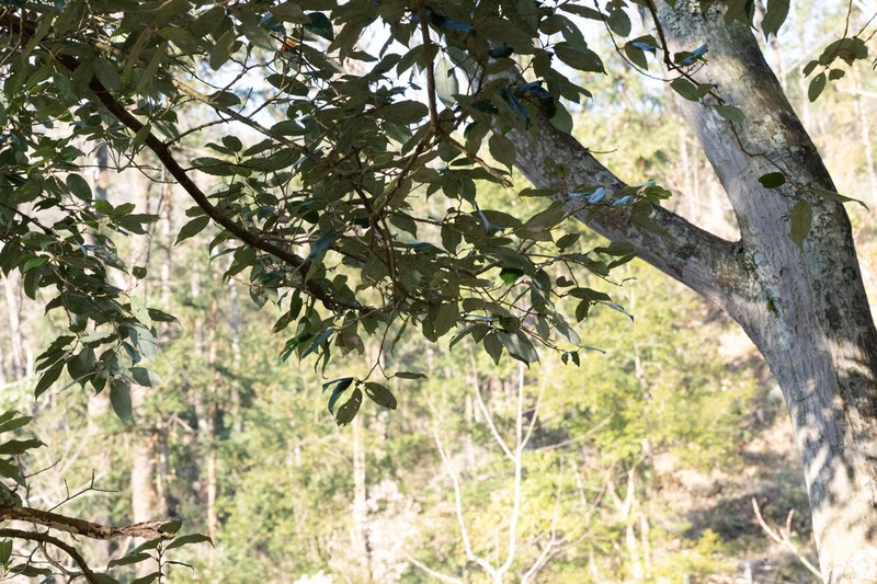 Quercus ciliaris photo 8
