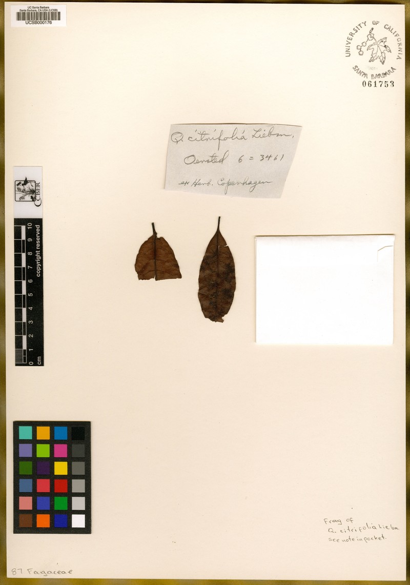Quercus citrifolia