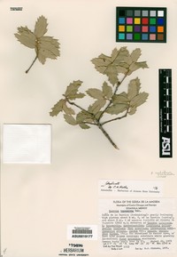 Quercus coahuilensis