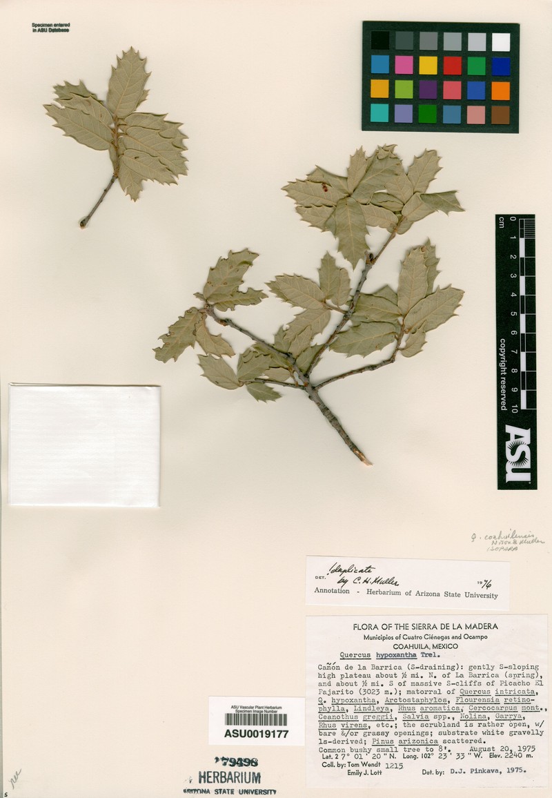 Quercus coahuilensis