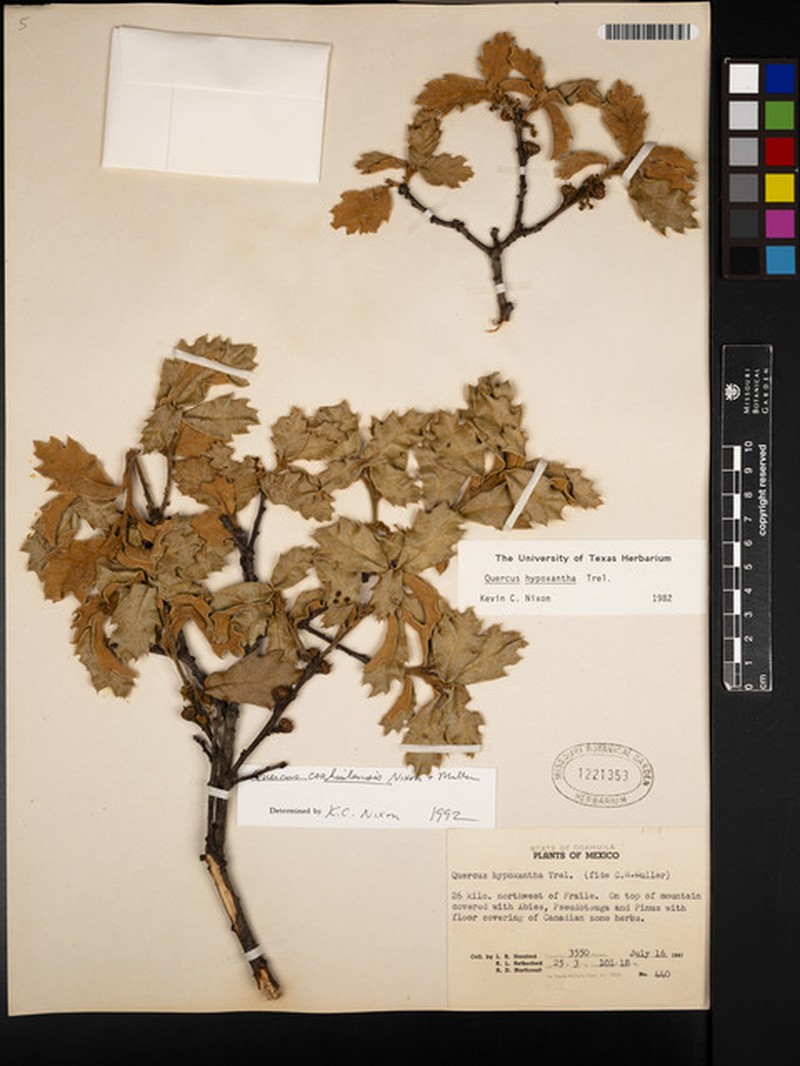 Quercus coahuilensis photo 2