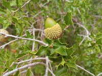 Quercus coccifera