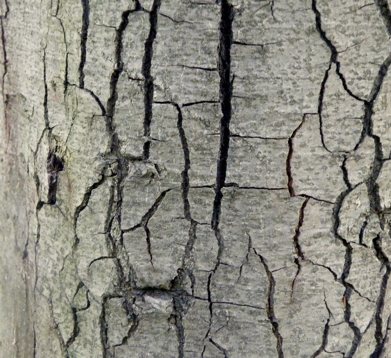Quercus coccifera photo 2