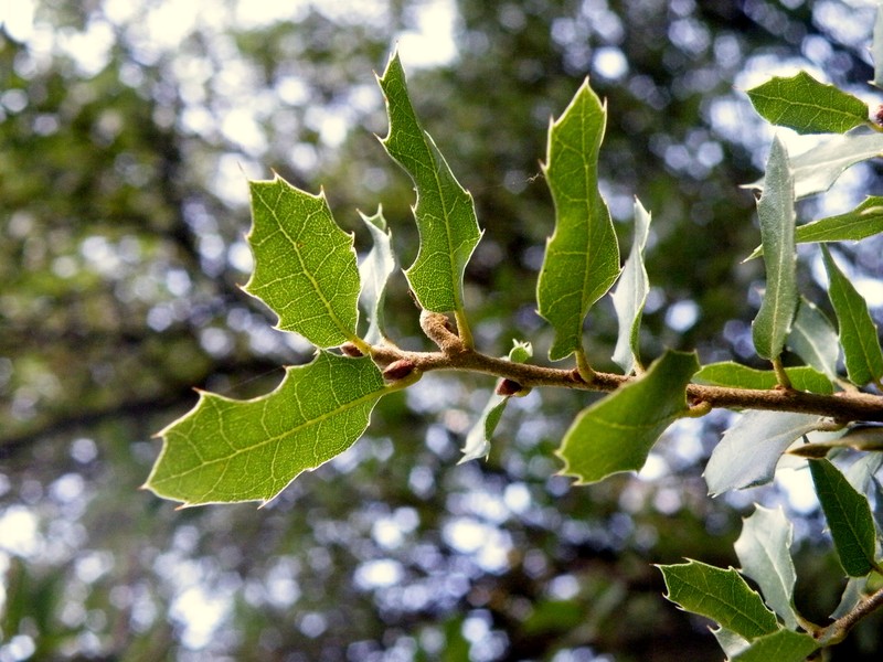 Quercus coccifera photo 3