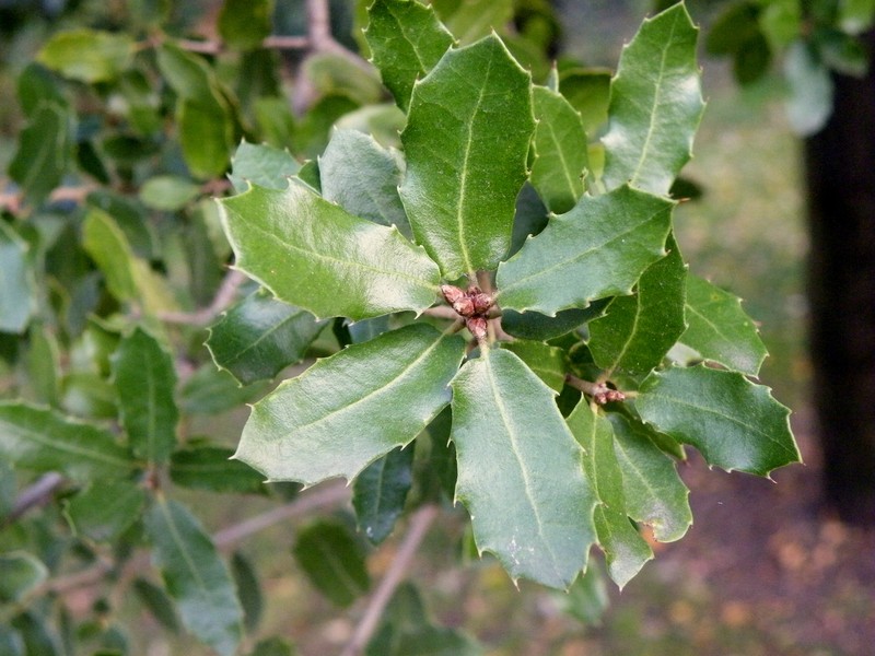 Quercus coccifera photo 4
