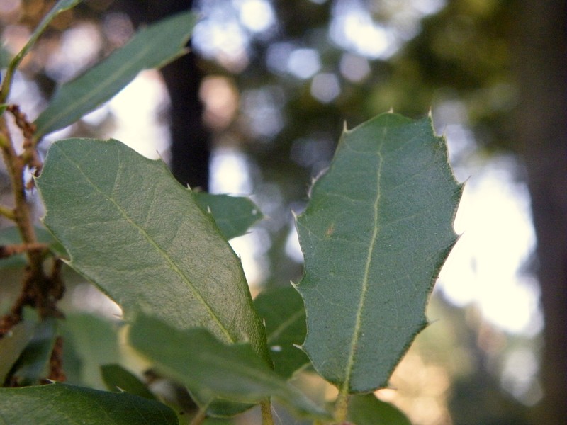 Quercus coccifera photo 5