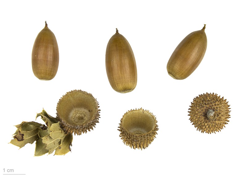 Quercus coccifera photo 6