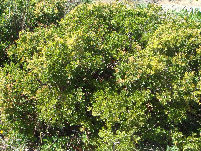 Quercus coccifera photo 7