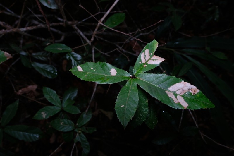 Quercus cocciferoides photo 2