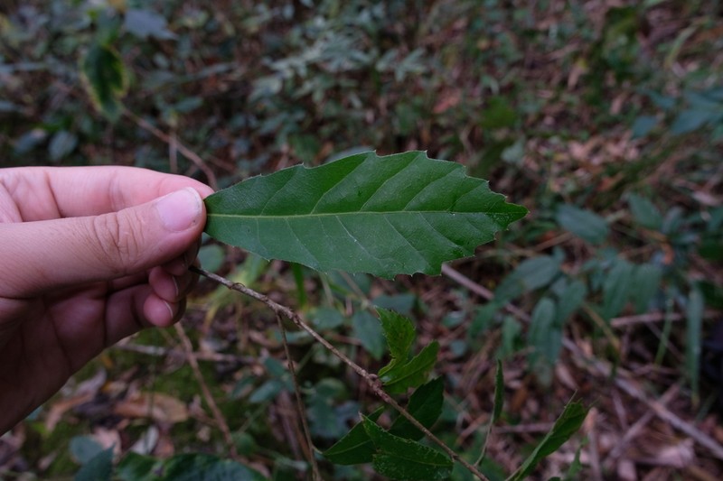 Quercus cocciferoides photo 3