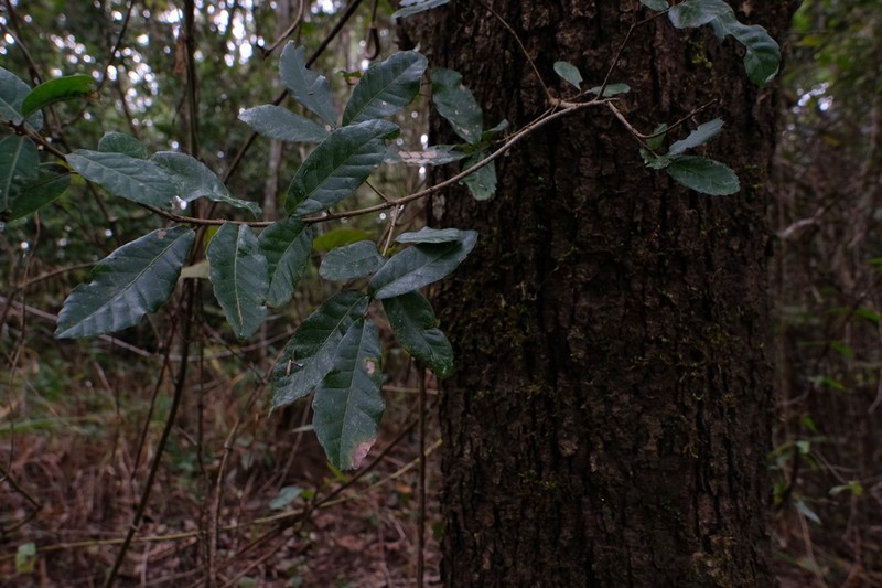 Quercus cocciferoides photo 4