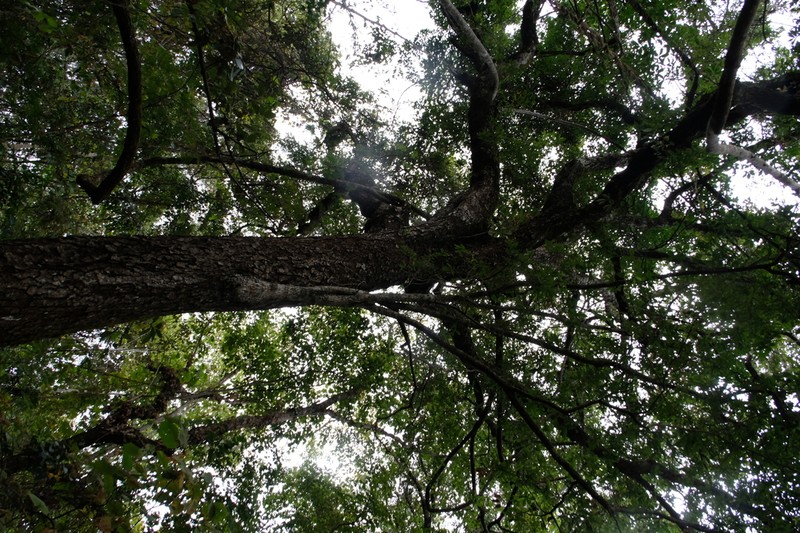 Quercus cocciferoides photo 5
