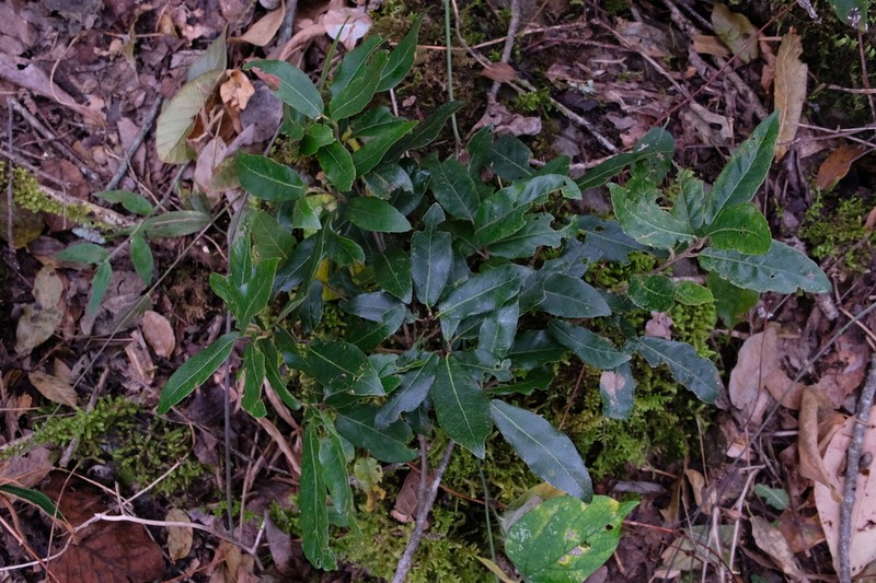Quercus cocciferoides photo 6