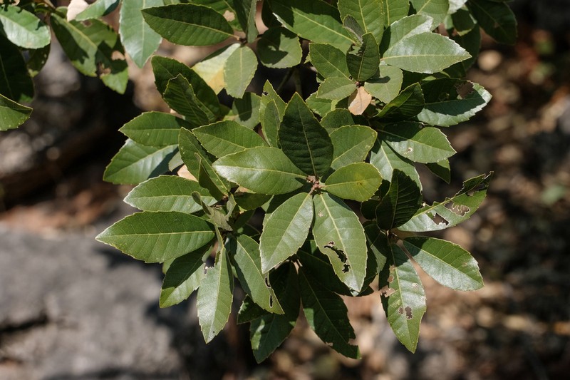 Quercus cocciferoides photo 7