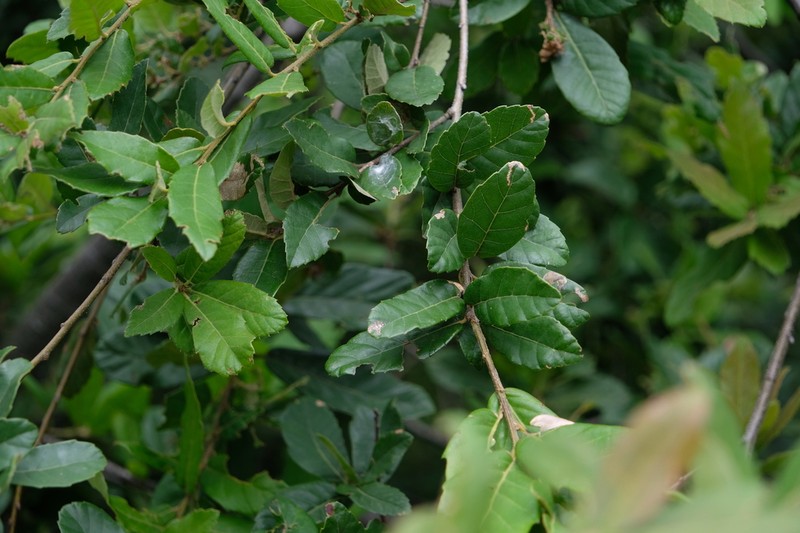 Quercus cocciferoides photo 8