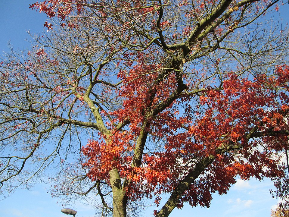 Scarlet Oak photo 5