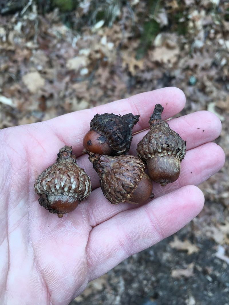 Scarlet Oak photo 4