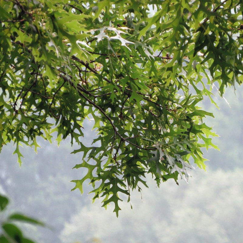 Scarlet Oak photo 6