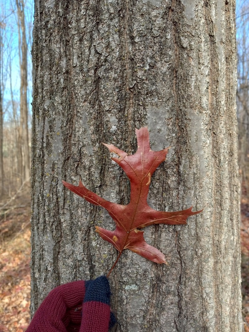 Scarlet Oak photo 8