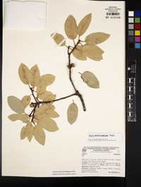 Quercus coffeicolor