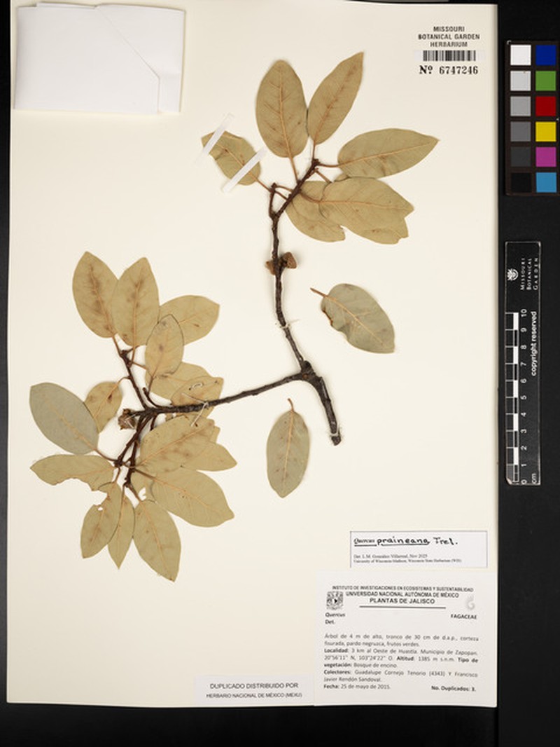 Quercus coffeicolor