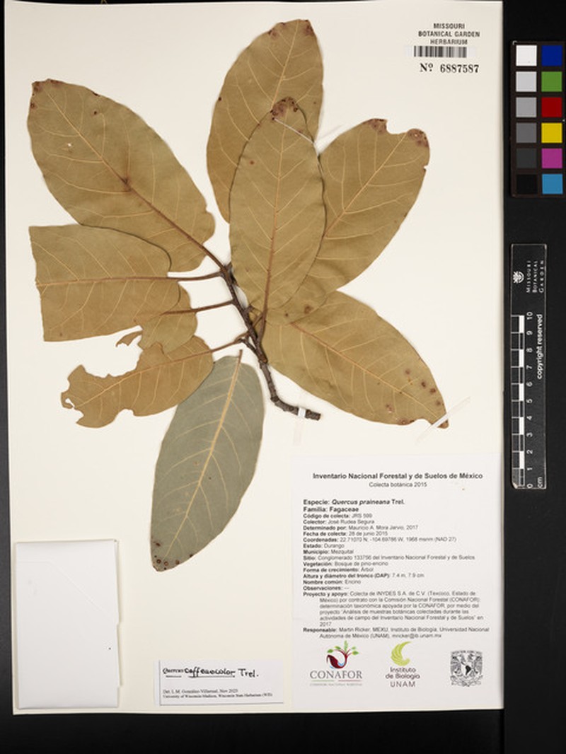 Quercus coffeicolor photo 2