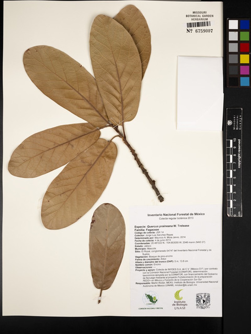 Quercus coffeicolor photo 3