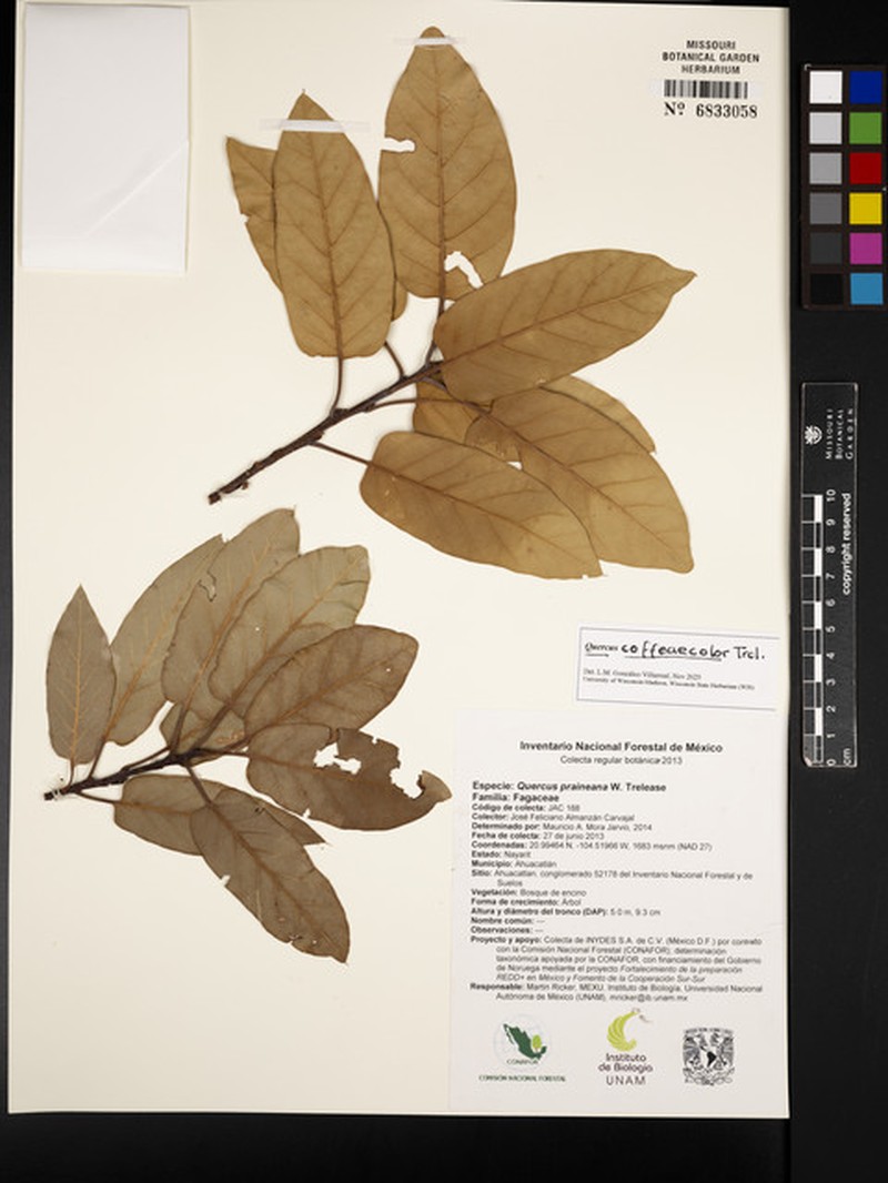 Quercus coffeicolor photo 4
