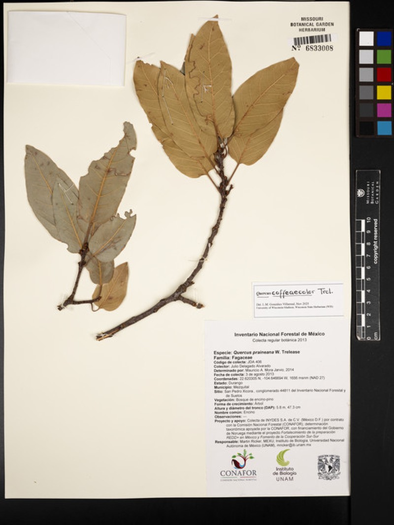 Quercus coffeicolor photo 5