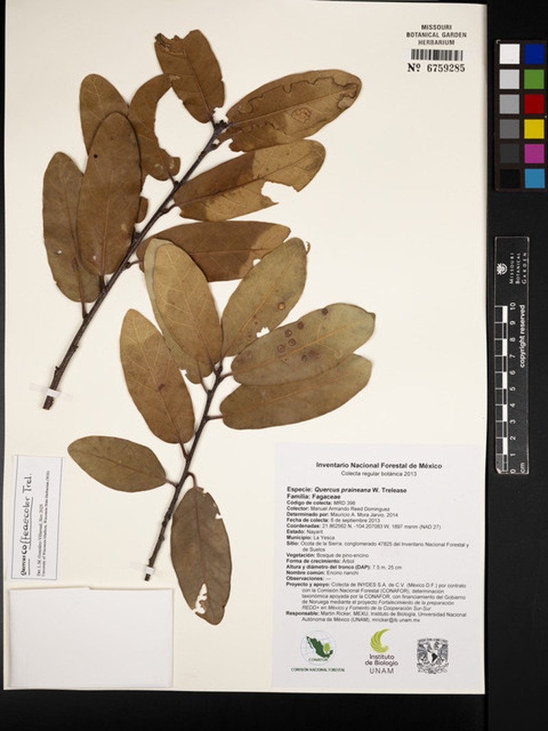 Quercus coffeicolor photo 6
