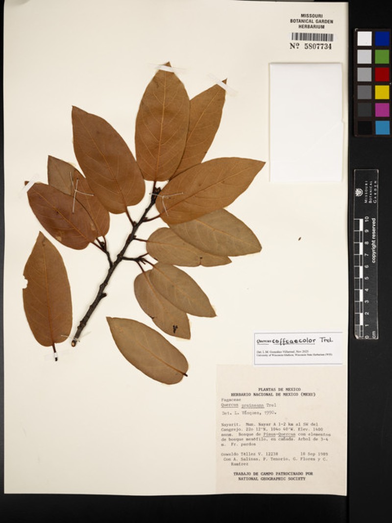 Quercus coffeicolor photo 7
