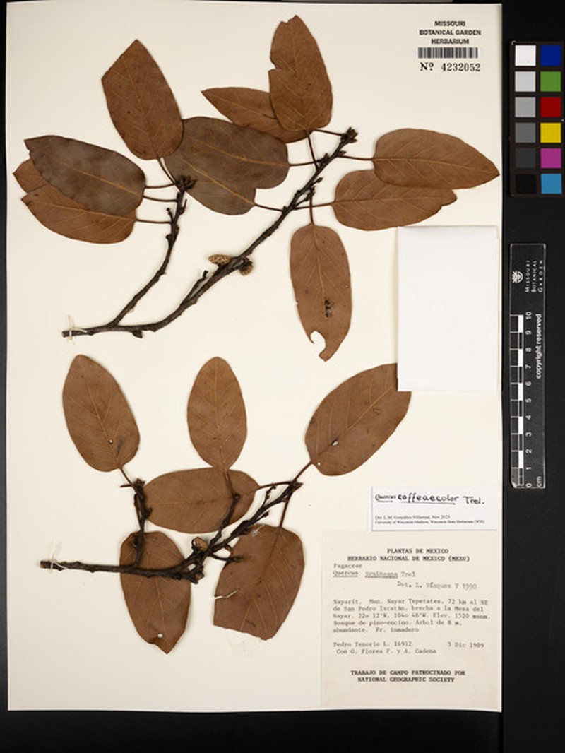 Quercus coffeicolor photo 8