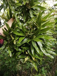 Quercus confertifolia