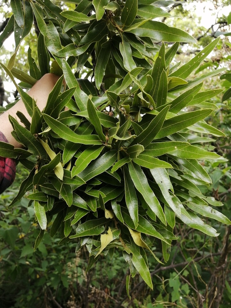 Quercus confertifolia