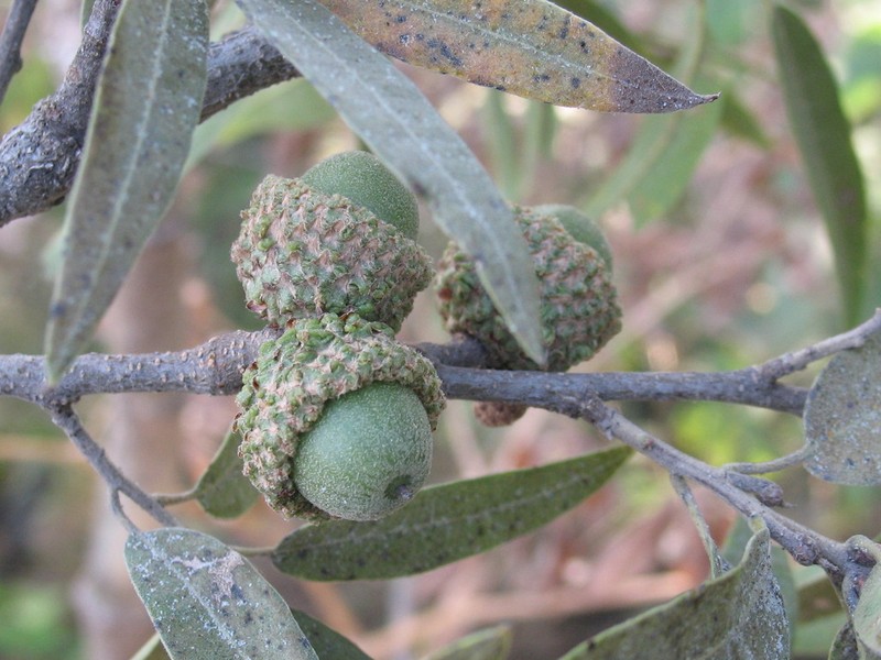 Quercus confertifolia photo 2