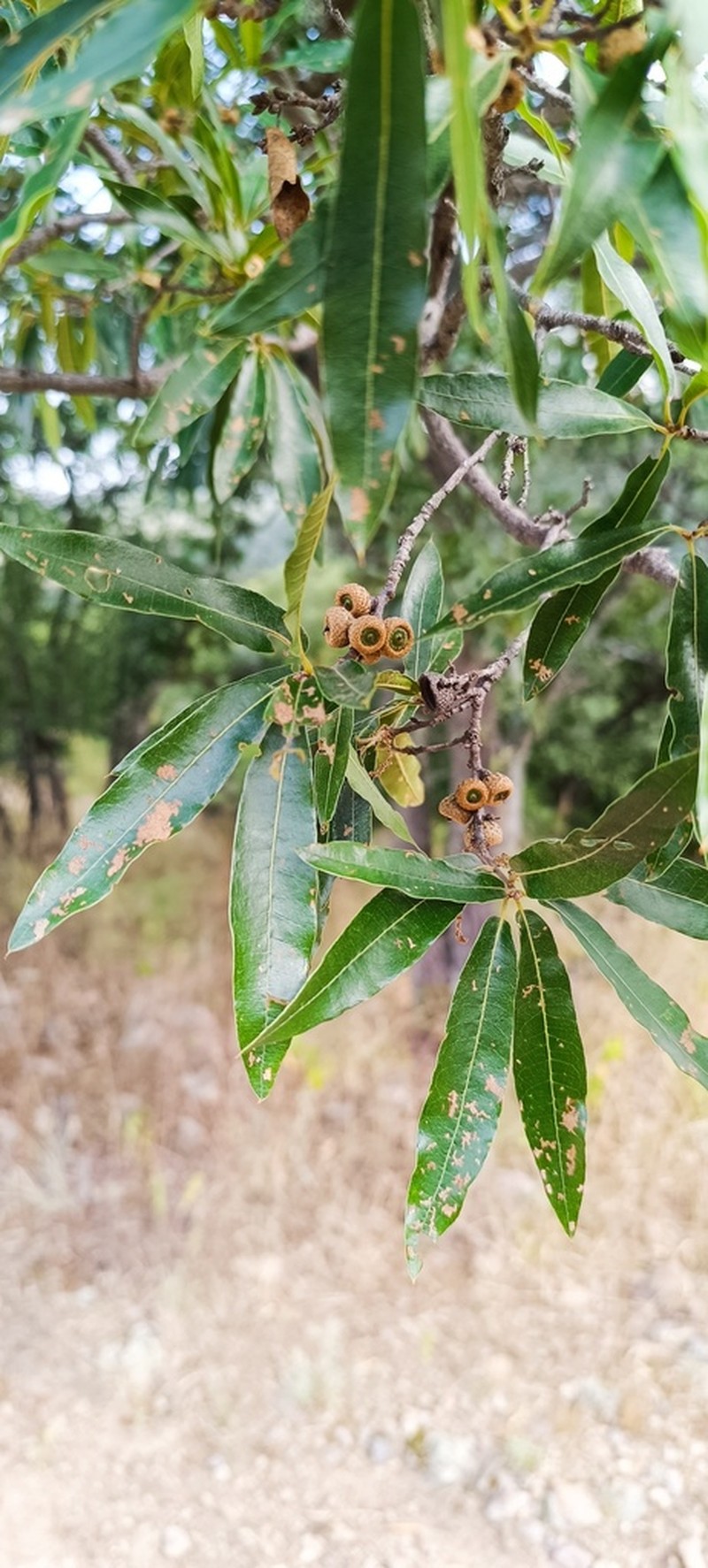 Quercus confertifolia photo 3