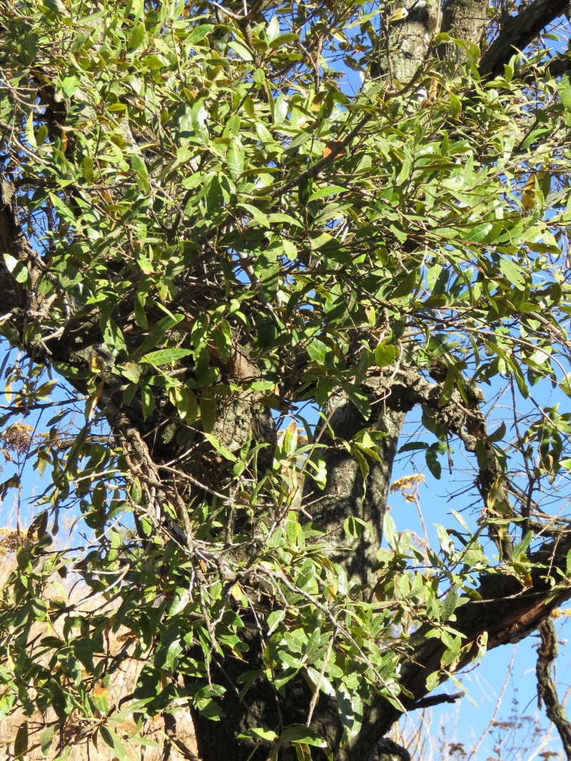 Quercus confertifolia photo 4