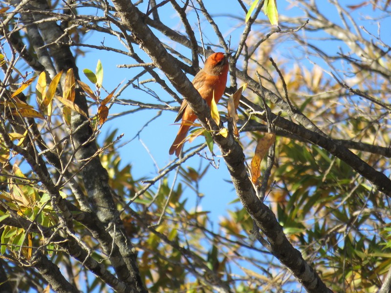 Quercus confertifolia photo 5