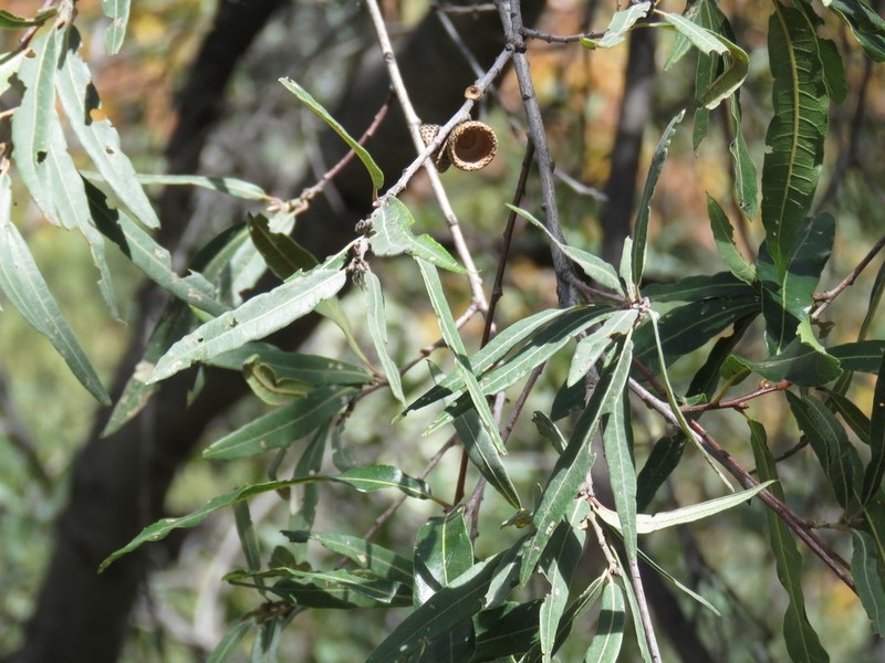 Quercus confertifolia photo 6