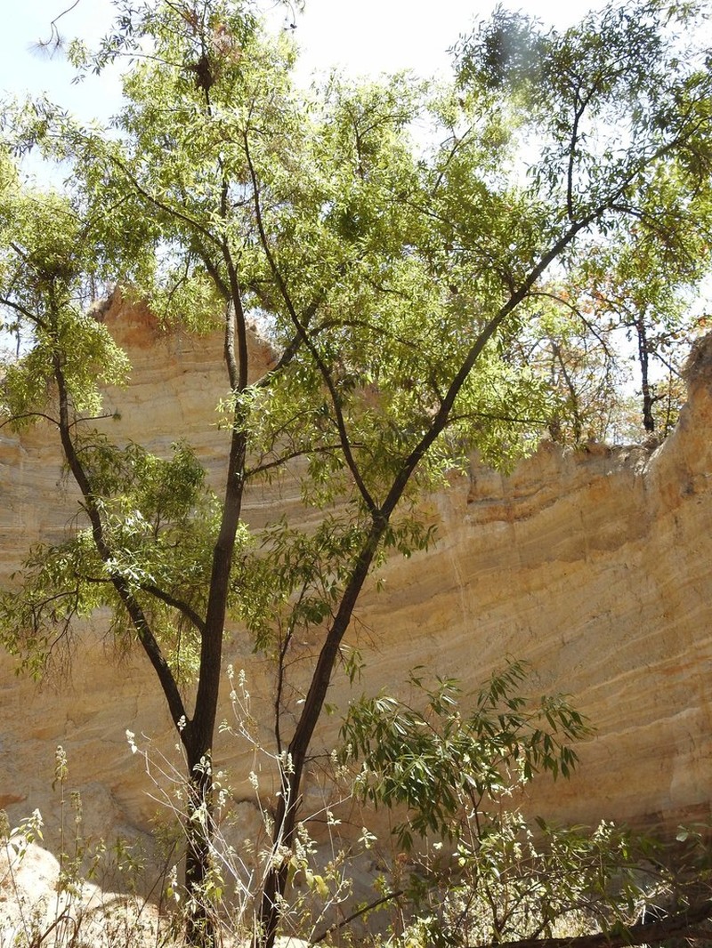 Quercus confertifolia photo 7