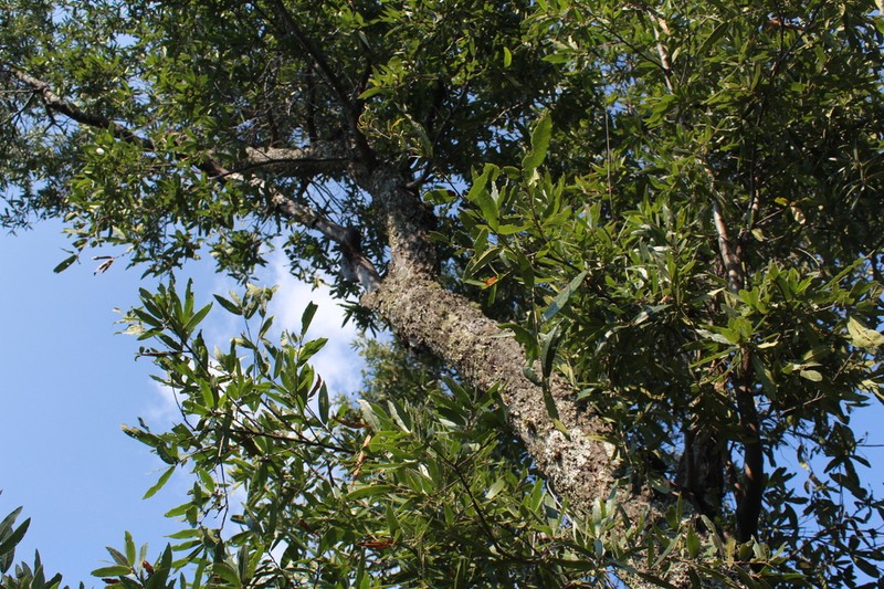 Quercus confertifolia photo 8