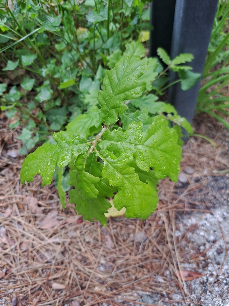 Quercus congesta photo 2