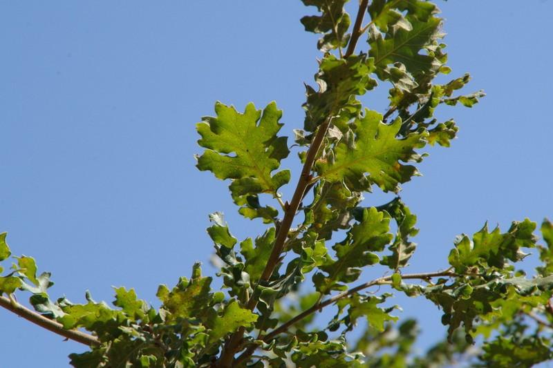 Quercus congesta photo 3