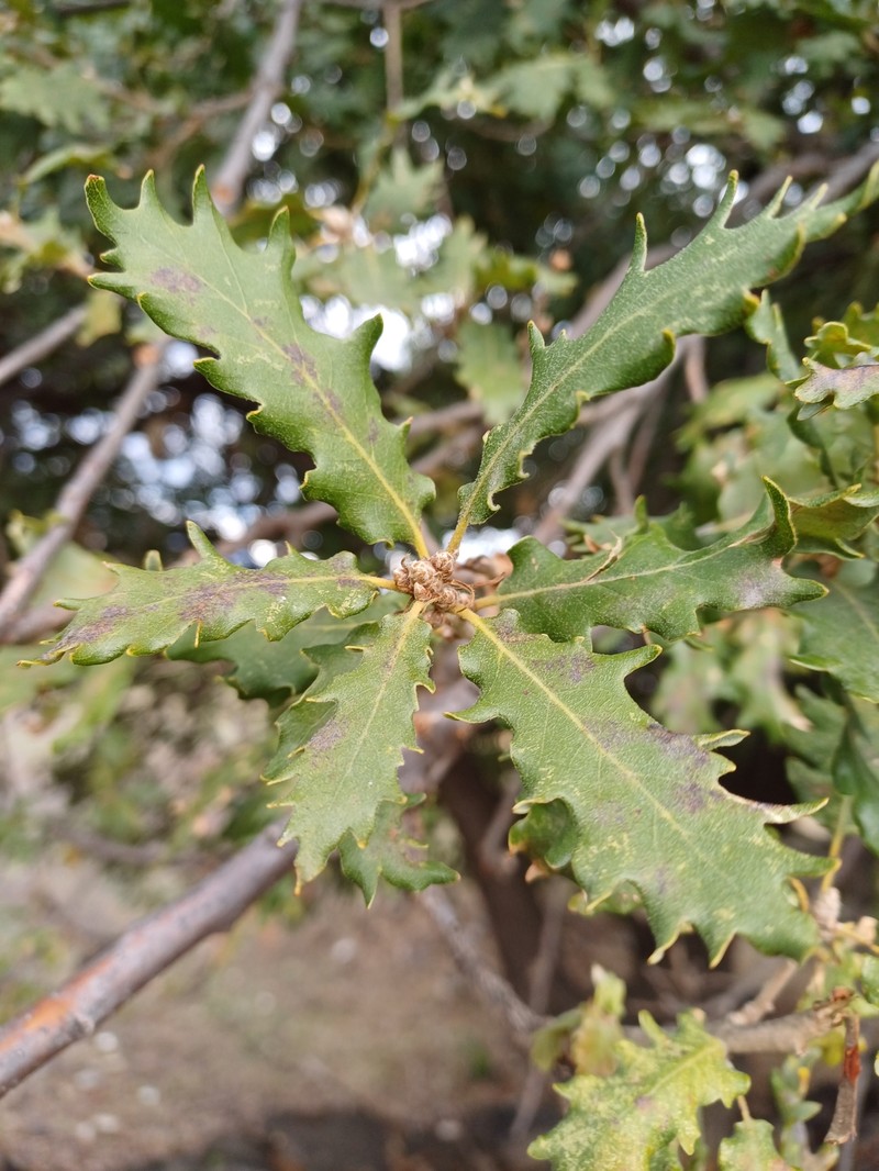 Quercus congesta photo 4