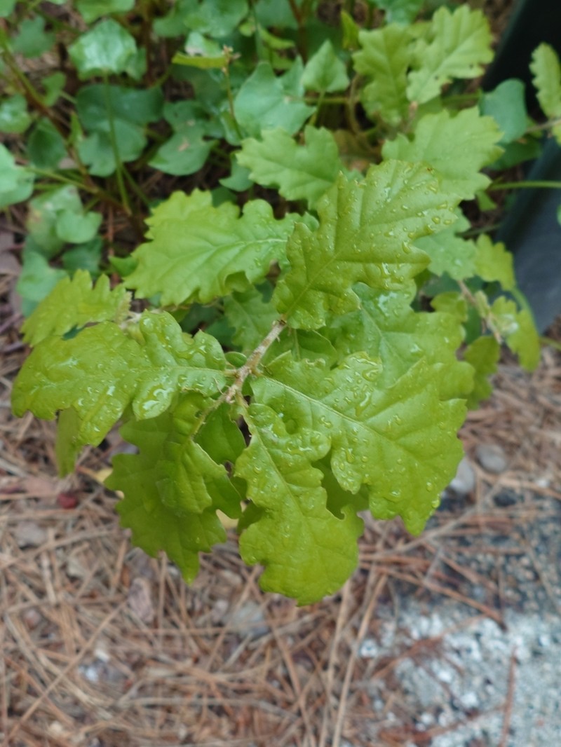Quercus congesta photo 5